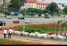 SEE WHY ABUJA NATIVES ARE REJECTING FG’S RANCHING POLICY