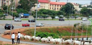 SEE WHY ABUJA NATIVES ARE REJECTING FG’S RANCHING POLICY