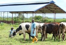 NO CEDING OF BENUE LAND FIR RANCHING WHILE I AM GOVERNOR – ALIA
